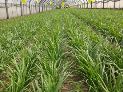 绿地500亿投资杭州湾新区_Kaiyun官方网站(图2) 开云kaiyun官方网站