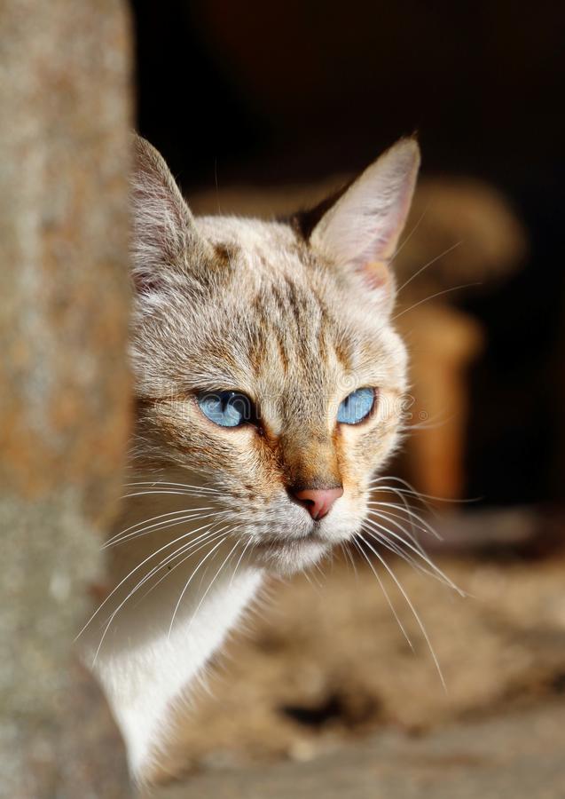 【开云kaiyun官方网站】马里奥粉丝展示罕见收藏品:《路易鬼屋》手电筒(图1) 开云kaiyun官方网站