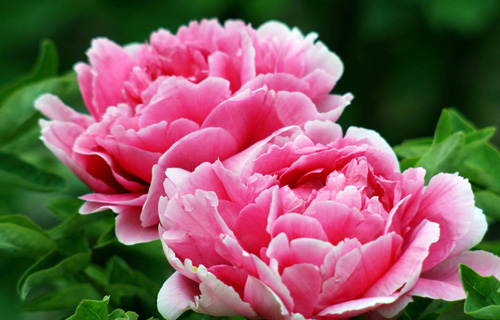 kaiyun官网入口:中央将制定计划生育补助国家标准 并逐渐提高(图2) Kaiyun官方网站