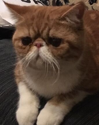 ‘开云kaiyun官方网站’夜幕下的杀手CSOL 炼狱双刃霸气登场(图2) 开云kaiyun官方网站